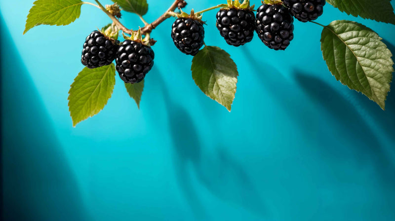 Exploring the Nutritional Powerhouse: The Health Benefits of Consuming Blackberries